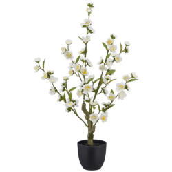 Kirseb�r tr� i potte hvid h 64cm