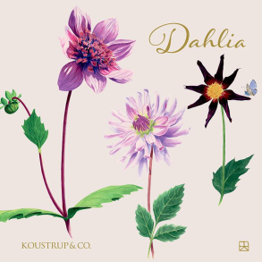 Dahlia - 8 forskellige dobbeltkort kvadratisk
