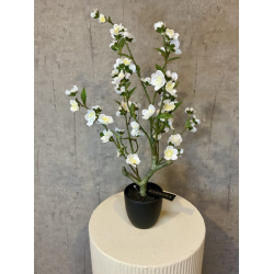 Kirseb�r tr� i potte hvid h 64cm