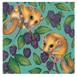 A Perfect Perch by Catherine Rowe kortmappe med 8 dobbeltkort inkl. kuvert