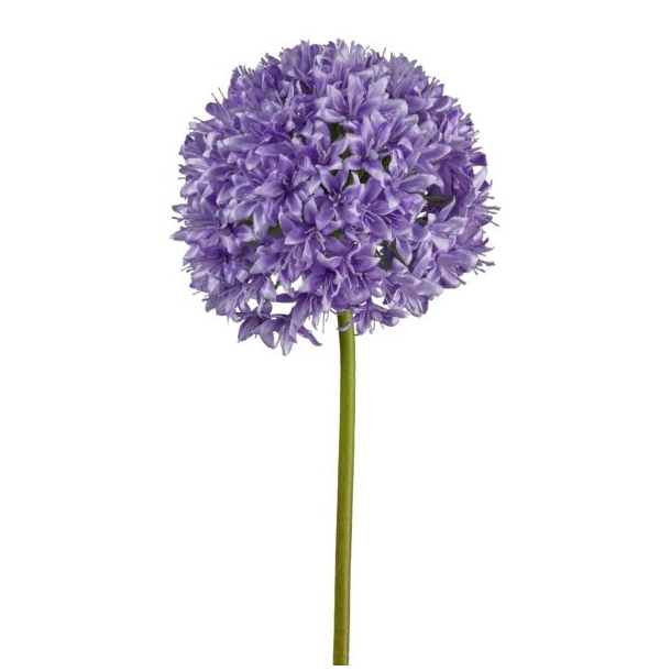 Allium lys lilla h 89 cm