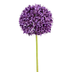 Allium mrk lilla h 89 cm