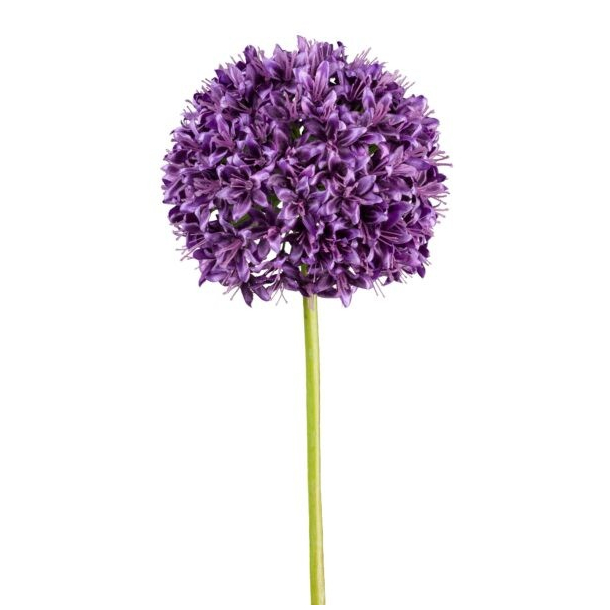 Allium mrk lilla h 89 cm