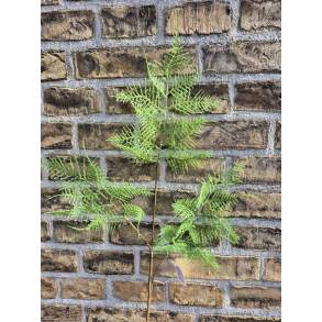 Bregne gren, lysegrn, 85cm