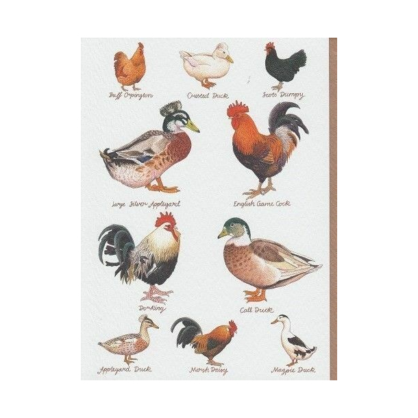 Clanna Cards dobbeltkort, Ducks and Hens