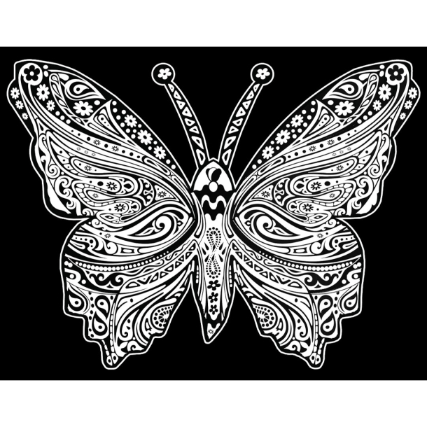 Colorvelvet, Fljlsbillede, Sommerfugl