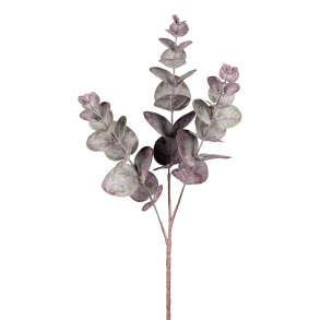 Eucalyptus aubergine H 50 cm