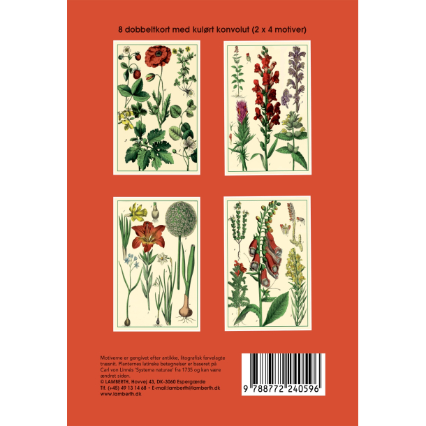 Gaveske Valmue - 8 dobbeltkort m. rd kuvert