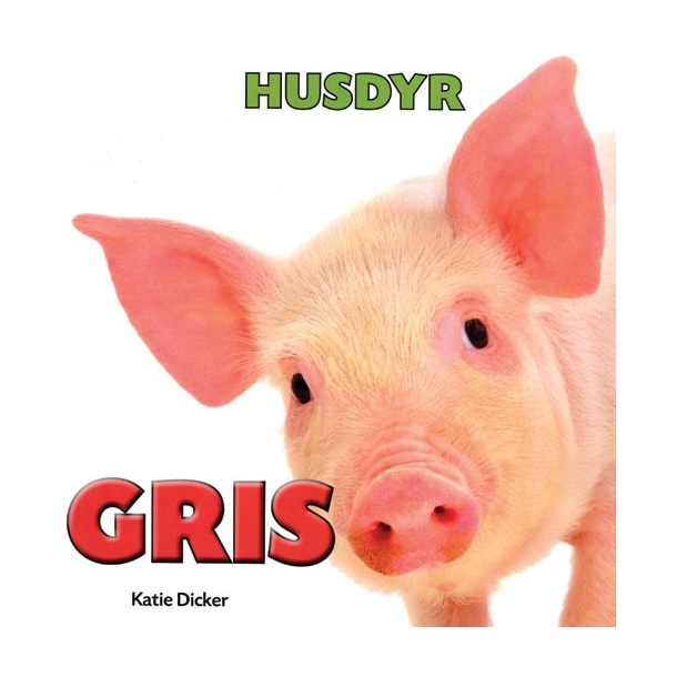 Husdyr - Gris