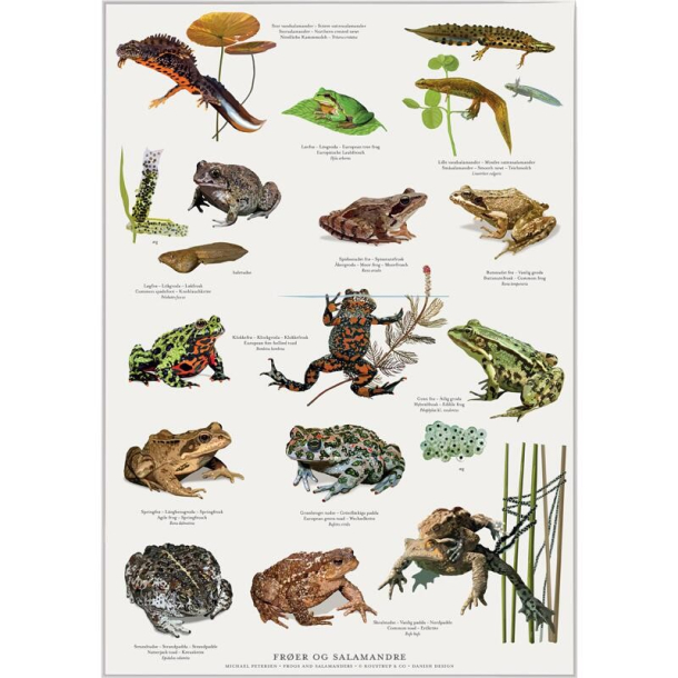 Koustrup miniplakat A4 - Frer, tudser og salamandere
