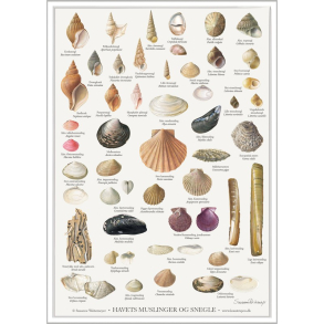 Koustrup miniplakat A4 – Havets muslinger og snegle