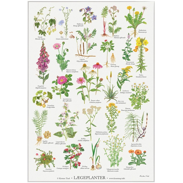 Koustrup miniplakat A4 &ndash; Lgeplanter