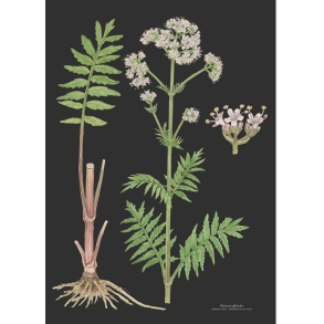 KUNSTTRYK A3  Baldrian