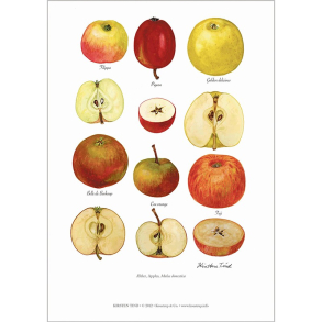 KUNSTTRYK A4 – blesorter