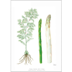 KUNSTTRYK A4 – Asparges
