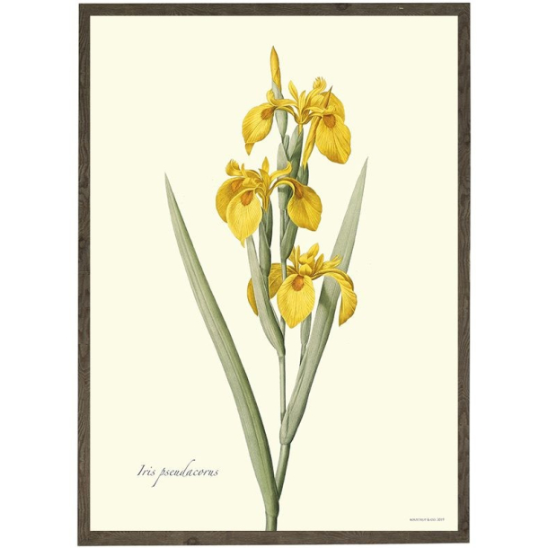 KUNSTTRYK A4 &ndash; Gul Iris