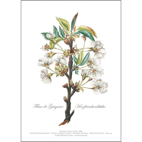 KUNSTTRYK A4 – Kirsebr blomster