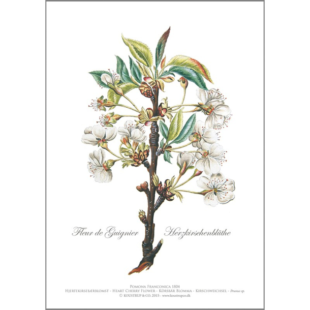 KUNSTTRYK A4 &ndash; Kirsebr blomster