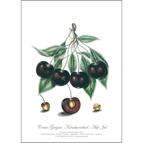 KUNSTTRYK A4 – Kirsebr