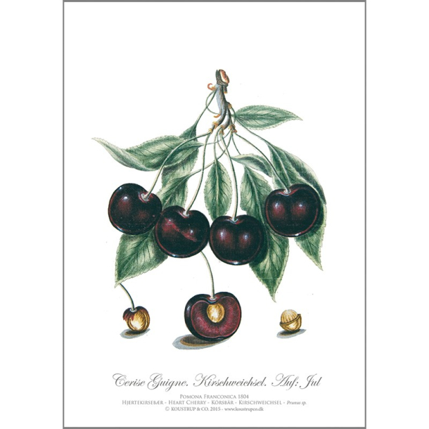 KUNSTTRYK A4 &ndash; Kirsebr