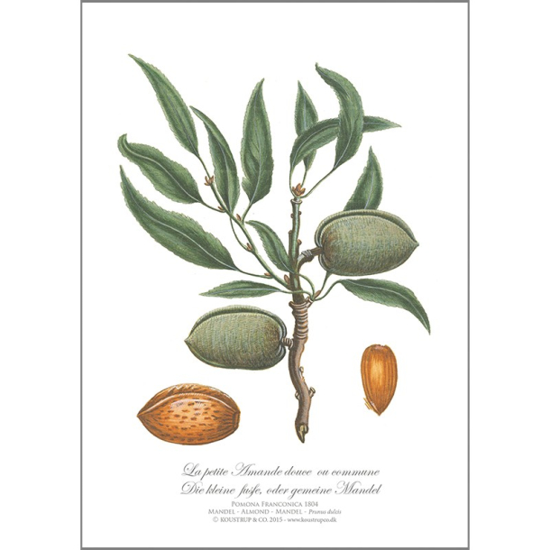 KUNSTTRYK A4 &ndash; Mandel