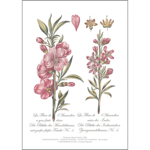 KUNSTTRYK A4 – Mandelblomster