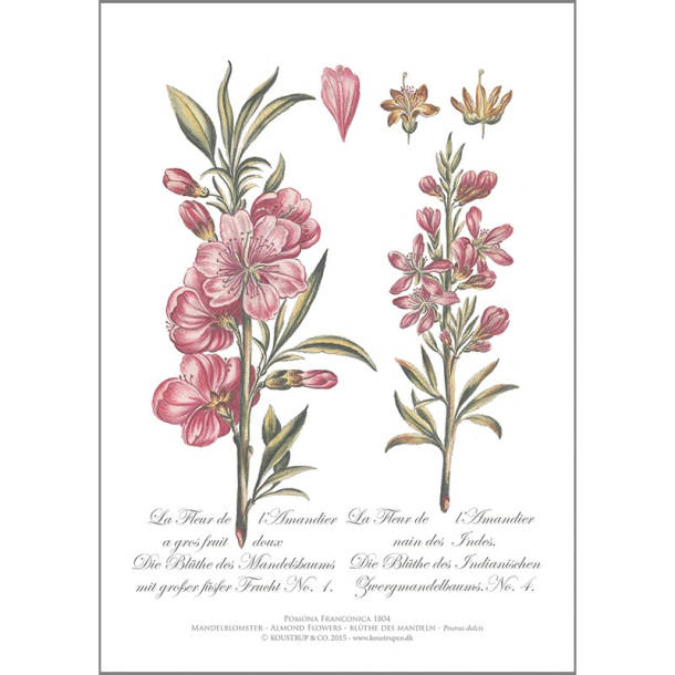 KUNSTTRYK A4 &ndash; Mandelblomster