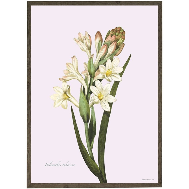 KUNSTTRYK A4 &ndash; Tuberose