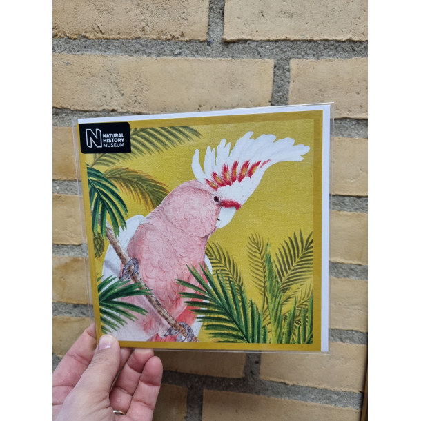 Kvadratisk dobbeltkort kakadue, 16x16cm