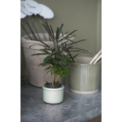 Mini skjuler, Hilda, krakeleret glasur, mint green