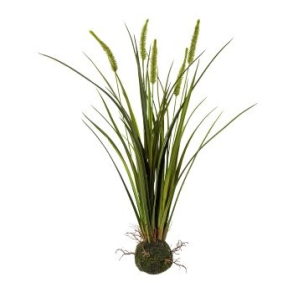 Miscanthus grs, H 63 cm