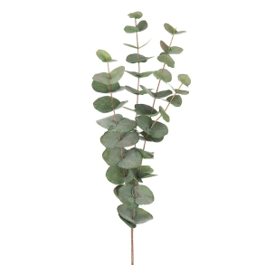 Mr. Plant - Eucalyptus 1 stk. 