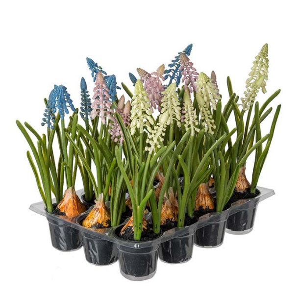 Mr. Plant - Perlehyacint lysebl 1 stk. 