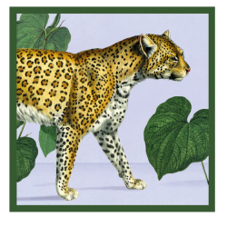 Natural History Museum Tiger &amp; Leopard kortmappe med 8 dobbeltkort inkl. kuvert