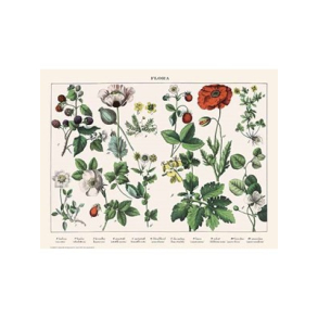 Naturplakat - Flora - Hunderose