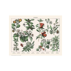 Naturplakat - Flora - Myrte