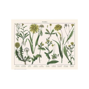 Naturplakat - Flora - Skorzonerod