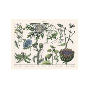 Naturplakat - Flora - Skovsalat