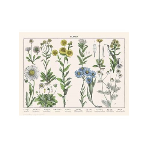 Naturplakat - Flora - Virgil Asters