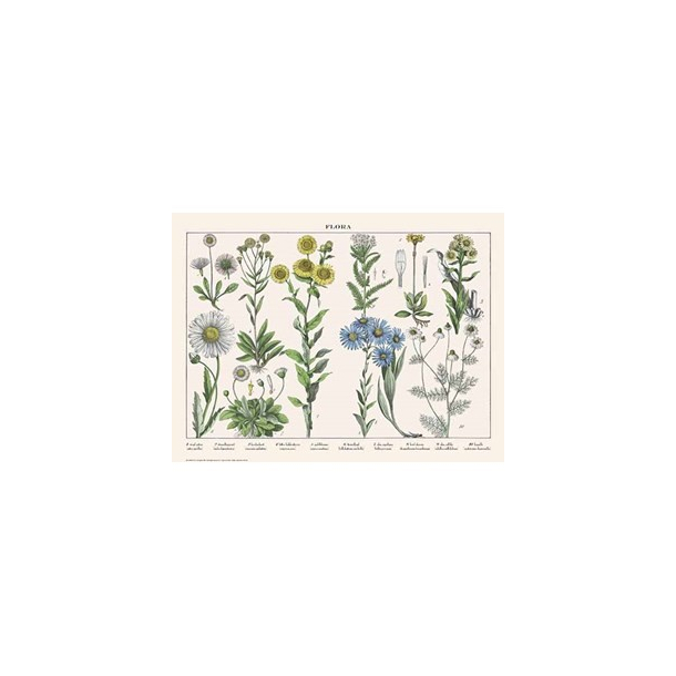 Naturplakat - Flora - Virgil Asters