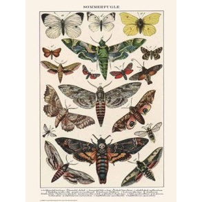 Naturplakat - Sommerfugle - Stor Klsommerfugl