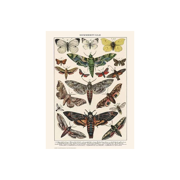 Naturplakat - Sommerfugle - Stor Klsommerfugl