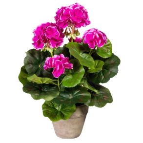 Pelargonier i potte, 34cm, lilla