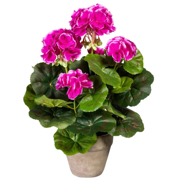 Pelargonier i potte, 34cm, lilla