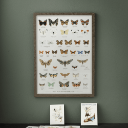 Plakat  "DAG- OG NATSOMMERFUGLE"