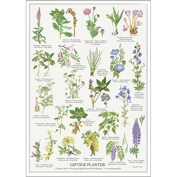 Plakat "GIFTIGE PLANTER"