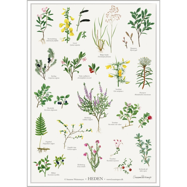 Plakat  "HEDEN"