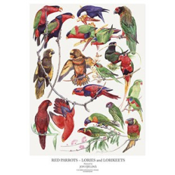 Plakat "RDE PAPEGJER"