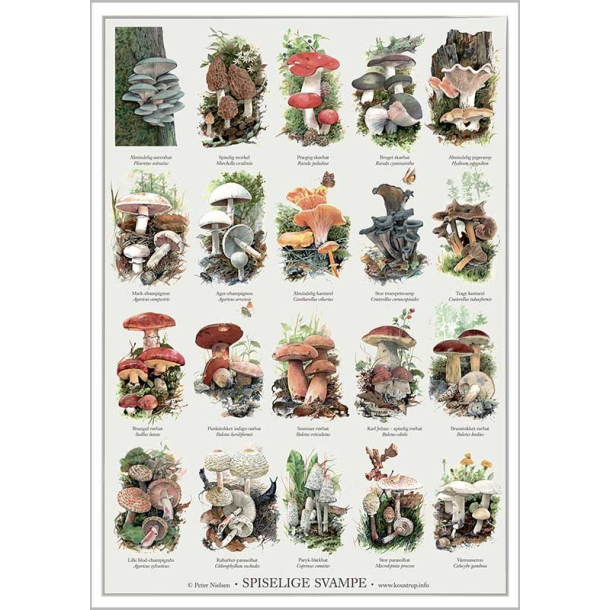 Plakat "SPISELIGE SVAMPE"