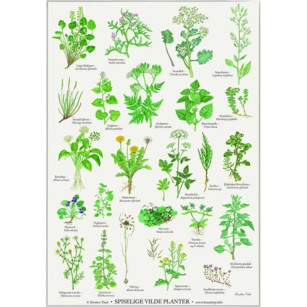 Plakat  "SPISELIGE VILDE PLANTER"